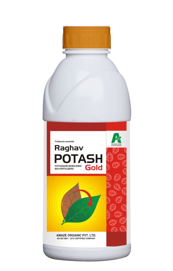 amaze_raghav_potash_gold